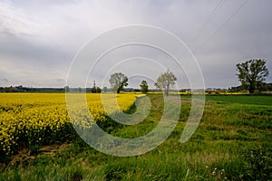 Yellow rapeseed plats in bloom on a cloudy farm landscape