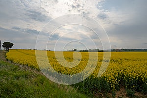 Yellow rapeseed plats in bloom on a cloudy farm rural landscape