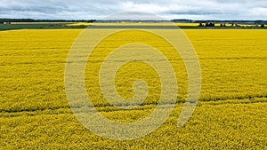 Yellow raps field. Aerial drone view, Top view