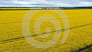 Yellow raps field. Aerial drone view, Top view