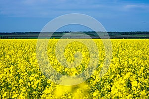 Yellow raps field and blue sky, beautiful country view