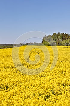 Yellow Raps Field near forest in Spring