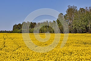 Yellow Raps Field near forest in Spring