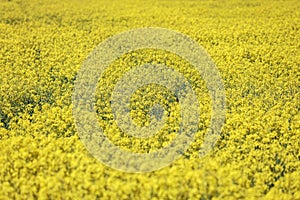 Yellow Raps Field near forest in Spring