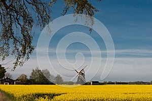 Yellow raps field with windmill