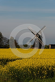 Yellow raps field with windmill