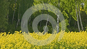 yellow rapseed field swaying on wind at daylight with birch trees in the background