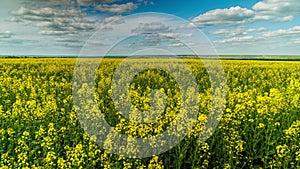 yellow rapseed field swaying on wind at daylight time lapse