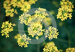 Yellow rapseed flowers with dark green background.