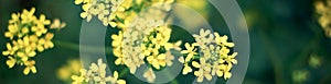 Yellow rapseed flowers with dark green background.