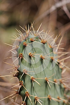 Opuntia Littoralis Spines - Ventura Coast - 080522 photo