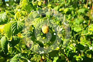 Yellow Raspberries. Growing Organic Berries Close up. Ripe Raspberry In The Fruit Garden. Large-fruited remontant