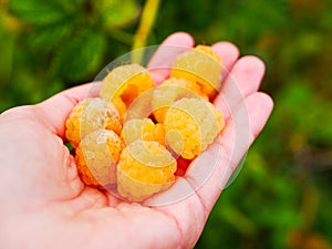 Yellow raspberries in the hand. Ripe yellow raspberries. In the palm of your hand. Large view