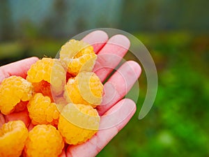 Yellow raspberries in the hand. Ripe yellow raspberries. In the palm of your hand. Large view
