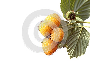 Yellow raspberry