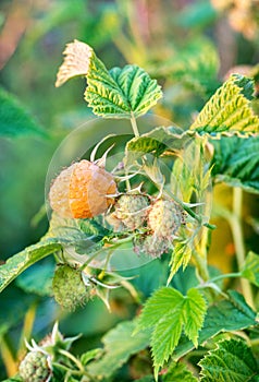 Yellow raspberry bush