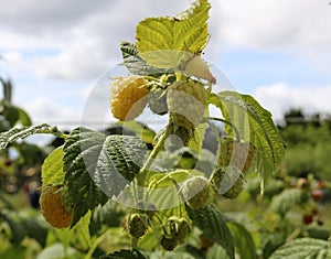 Yellow raspberry on the bush.