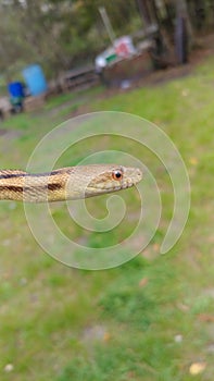 Yellow rat snake