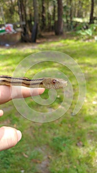 Yellow rat snake