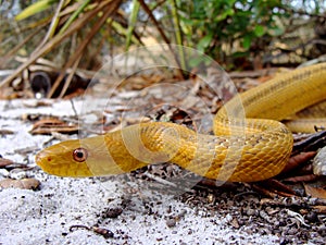 Yellow Rat Snake
