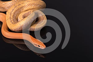 Yellow Rat Snake on black background