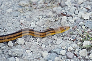 Yellow Rat Snake