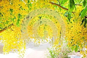 Yellow ratchaphruek flowers blooming on tree near the river , Colorful golden shower on background