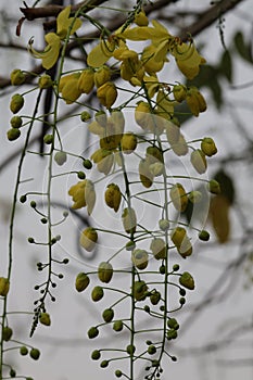 Yellow Ratchapruek flowers It is considered an auspicious tree that