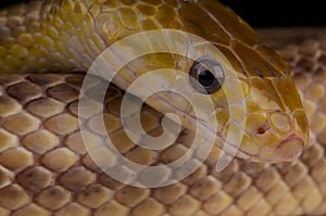 Yellow ratsnake