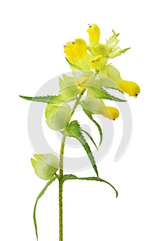 Yellow Rattle or Cockscomb photo