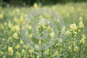 Yellow rattle Rhinanthus minor, yellow wildflowers
