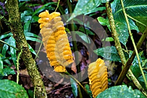 Yellow rattle shaker infructescence spotted in Costa Rica