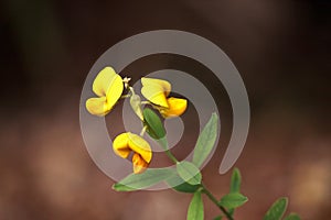 Yellow rattlebox flower also called rattleweed Crotalaria spectabilis photo