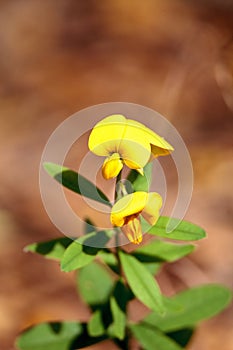 Yellow rattlebox flower also called rattleweed Crotalaria spectabilis photo