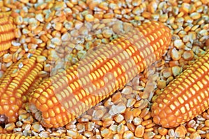 Yellow raw corn