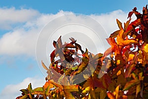 Yellow and red autumn leaves of an Amber tree (American sweetgum