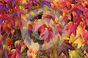 Yellow and red autumn leaves lit by the sun