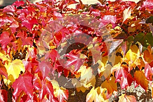 Yellow and red autumn leaves lit by the sun