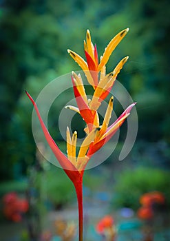 Yellow and red bird of paradise flower