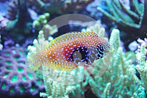 Yellow, red, black and blue