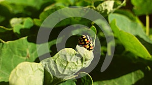 Yellow red and black Ladybugs mating.