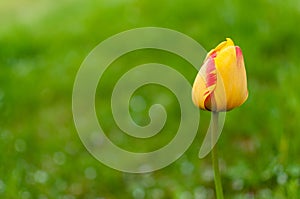 Yellow red blooming tulip flower on a blurred spring grass background.