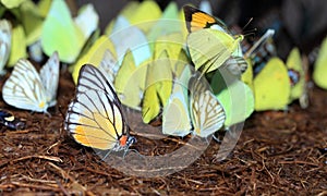 Yellow red butterfly (Painted Jezebel).