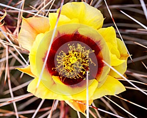 Yellow and Red Cactus Flower with Sharp Spines Closeup photo