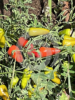 Yellow and red Capsicum annuum plant with bell peppers ripe on the shrub. The species is a source of popular sweet peppers
