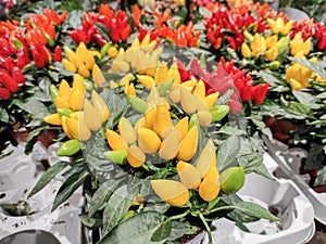 Yellow and red Capsicum. Capiscum plant in the pots