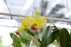 Yellow with red Cattleya orchid