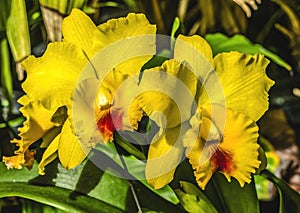 Yellow Red Cattleya Orchid Flower Honolulu Hawaii