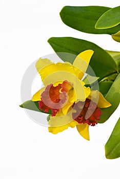 Yellow and red Cattleya orchids are blooming with green leaves on isolated white background