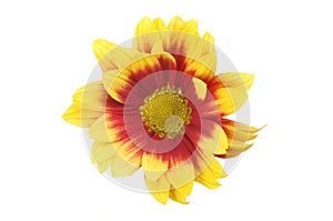 Yellow and red chrysanthemum